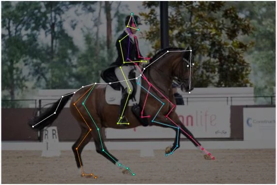 Détection de pose du cheval et du cavalier dans Equicares
